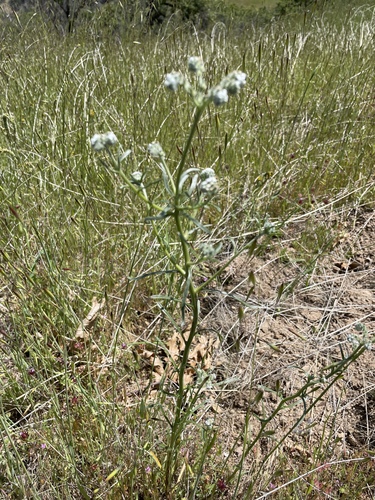 iNaturalist observation photo of flaccid cryptantha