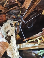 Forsteropsalis pureora