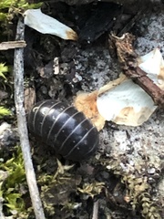 Armadillidium