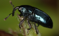 Aulacobaris