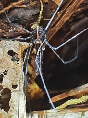 Forsteropsalis pureora