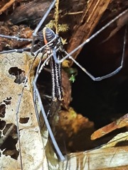 Forsteropsalis pureora