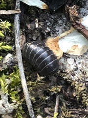 Armadillidium