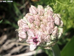 Allium basalticum