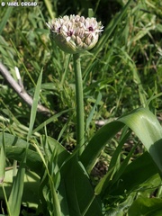Allium basalticum