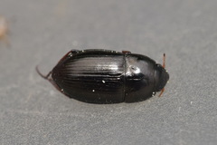 Amara convexior