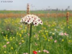 Allium basalticum