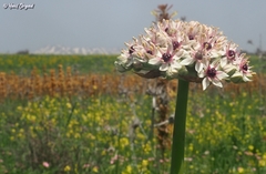 Allium basalticum