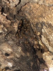 Scaptotrigona hellwegeri