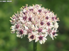 Allium basalticum