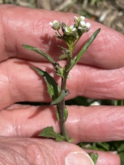 Capsella bursa-pastoris