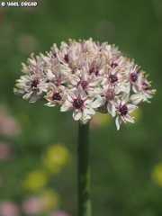 Allium basalticum