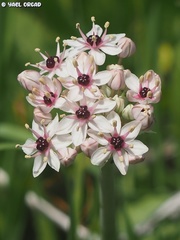 Allium basalticum