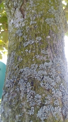 Fungi