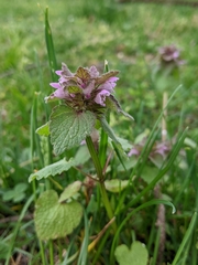 Lamium purpureum