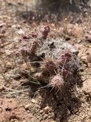 Micropuntia pulchella