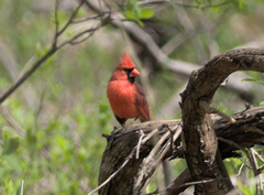 Cardinalis cardinalis cardinalis