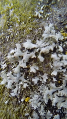 Fungi
