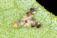 Brachycera