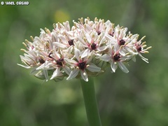 Allium basalticum