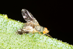 Brachycera