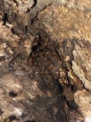 Scaptotrigona hellwegeri