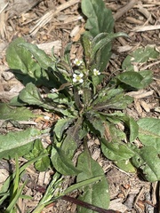 Capsella bursa-pastoris