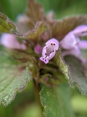 Lamium purpureum