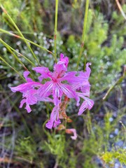 Nerine humilis