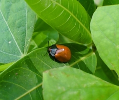 Chelymorpha cribraria