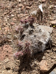 Micropuntia pulchella