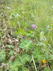 Geranium phaeum lividum