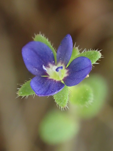 iNaturalist observation photo of corn speedwell