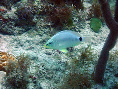 Hypoplectrus unicolor