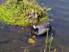 Fulica ardesiaca