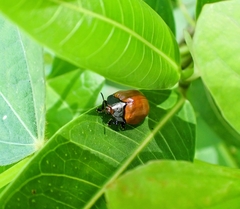 Chelymorpha cribraria