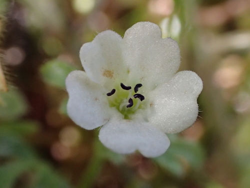 iNaturalist observation photo of White nemophila