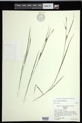 Carex conoidea