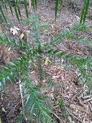 Araucaria bidwillii