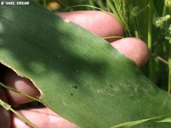 Bellevalia macrobotrys