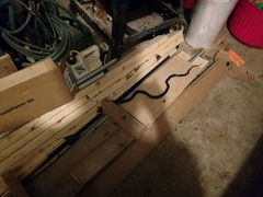 Pantherophis alleghaniensis