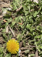Taraxacum officinale