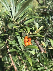 Hippophae