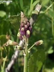 Bellevalia macrobotrys