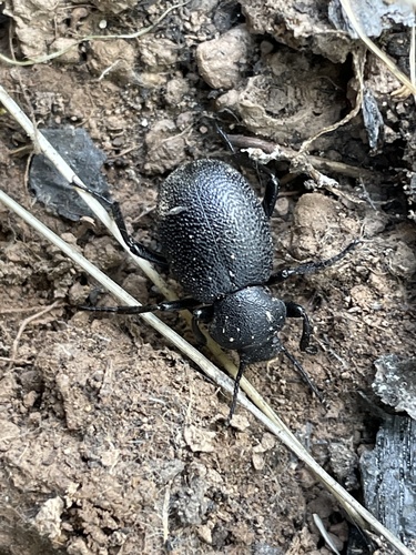 iNaturalist observation photo of Desert Stink Beetles