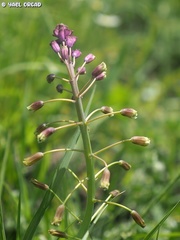 Bellevalia macrobotrys