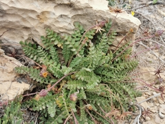 Hyoseris radiata
