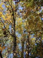 Nothofagus glauca