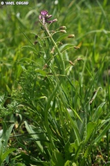 Bellevalia macrobotrys