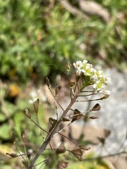 Capsella bursa-pastoris
